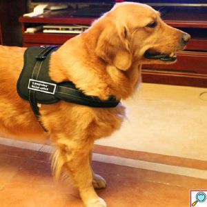 Εκπαιδευτικό Ρυθμιζόμενο Σαμαράκι - Λουρί Σκύλου - SportsDog Harness Set Small Μαύρο