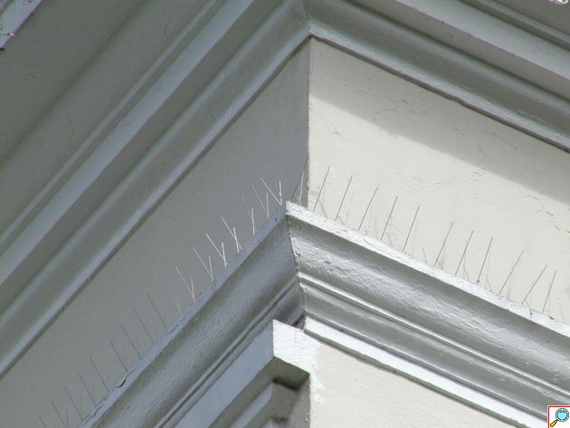 Ακίδες Απώθησης Πουλιών 50cm με Πλαστική Βάση