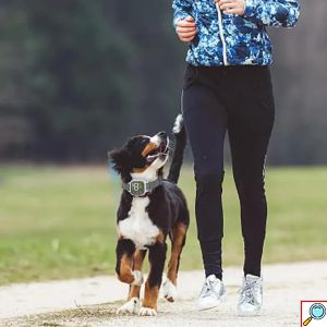 Αυτόματο Κολάρο Εκπαίδευσης Σκύλου Anti Bark Αδιάβροχο IP67 Επαναφορτιζόμενο
