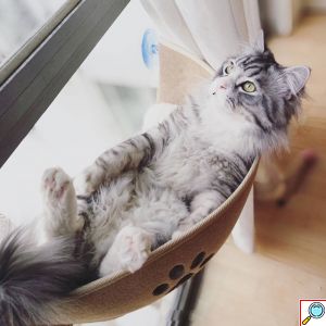 Κρεμαστό Κρεβατάκι Γάτας με Βεντούζα για Παράθυρο 20x65x23cm - Nobleza